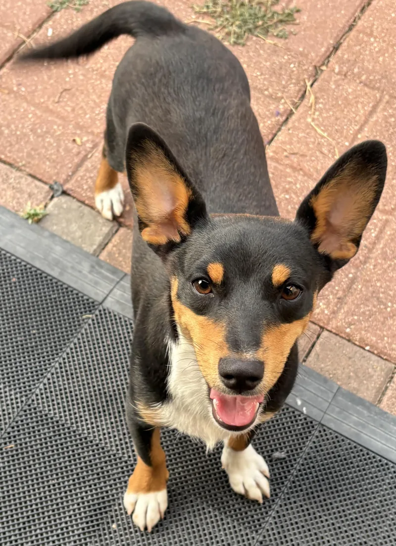 A baby small-sized male Tricolor (Brown, Black, & White) Corgi dog named Joey for adoption in Bryan, TX