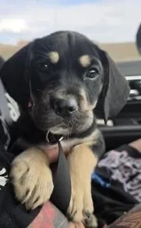 A baby small-sized male Brown / Chocolate German Shepherd Dog dog named Tank for adoption in Colorado Springs, CO