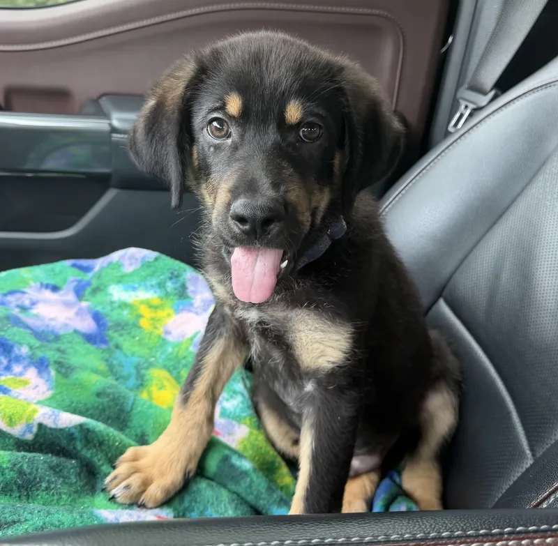 A baby large-sized male Brown / Chocolate German Shepherd Dog dog named Anthony for adoption in Bryan, TX