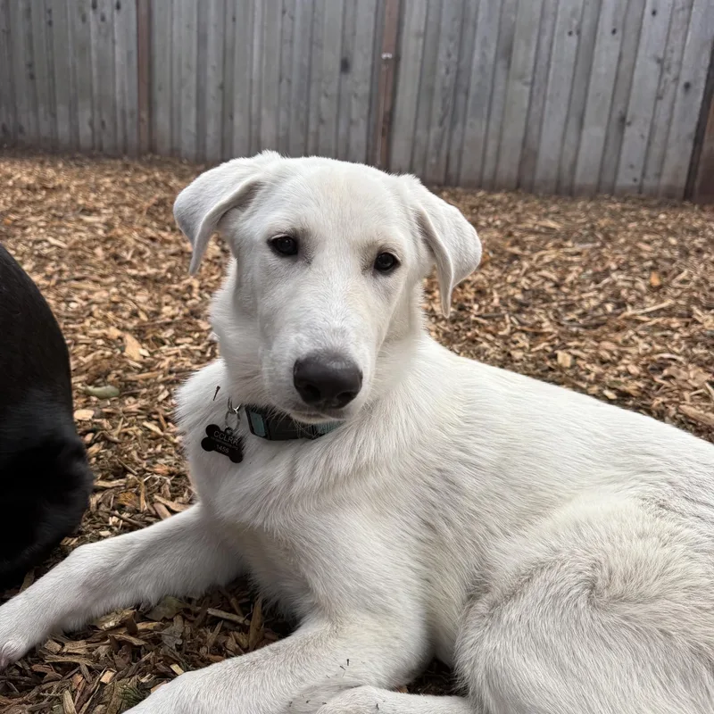 A baby medium-sized female White / Cream Labrador Retriever dog named Liliana for adoption in Concord, CA