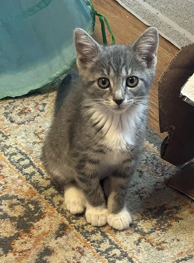 A baby medium-sized female Domestic Short Hair cat named Pippa for adoption in Athens, OH