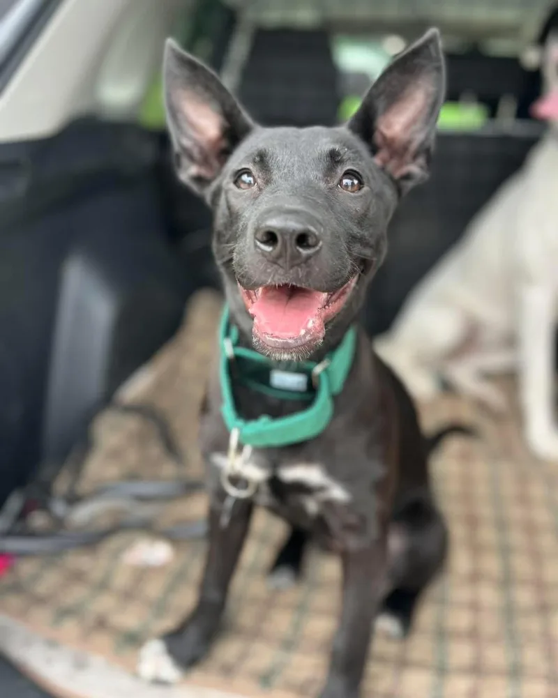 A young medium-sized female Black German Shepherd Dog dog named Gilly for adoption in West newton, PA