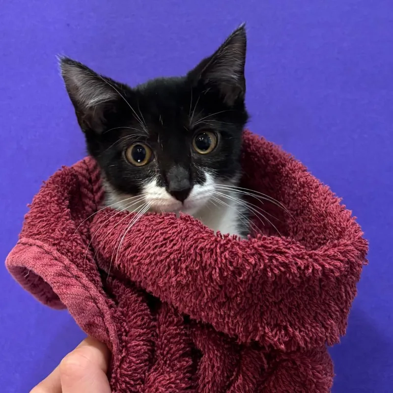 A baby small-sized female Black Domestic Short Hair cat named Sandy for adoption in Washington Township, OH
