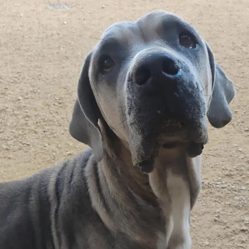 An adult large-sized female Gray / Blue / Silver Mixed Breed dog named Tillie for adoption in Bentonville, AR