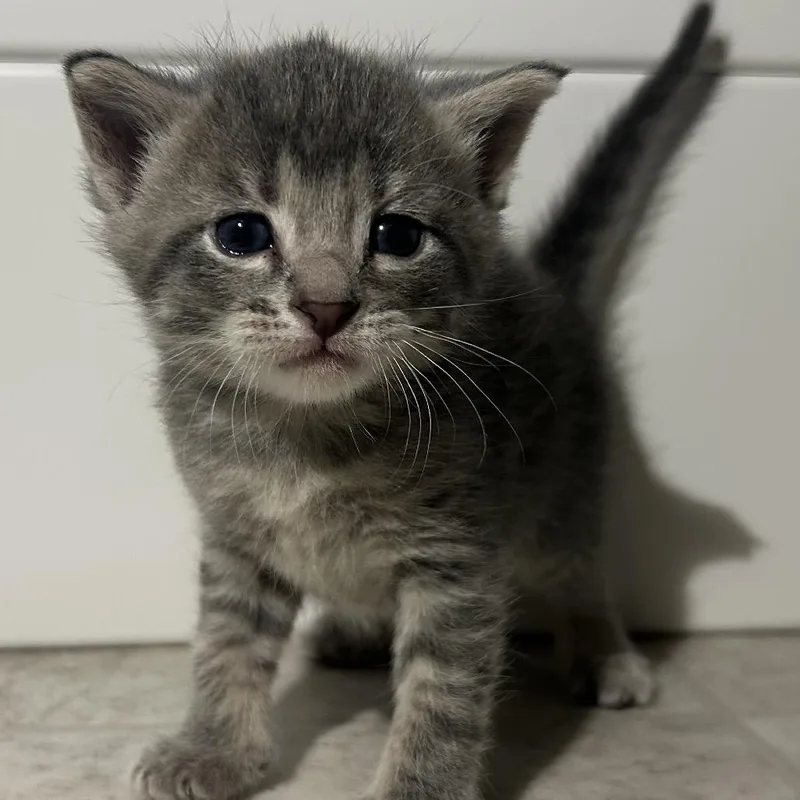 A baby small-sized female Gray / Blue / Silver Domestic Short Hair cat named Artemis for adoption in St Joseph, MO