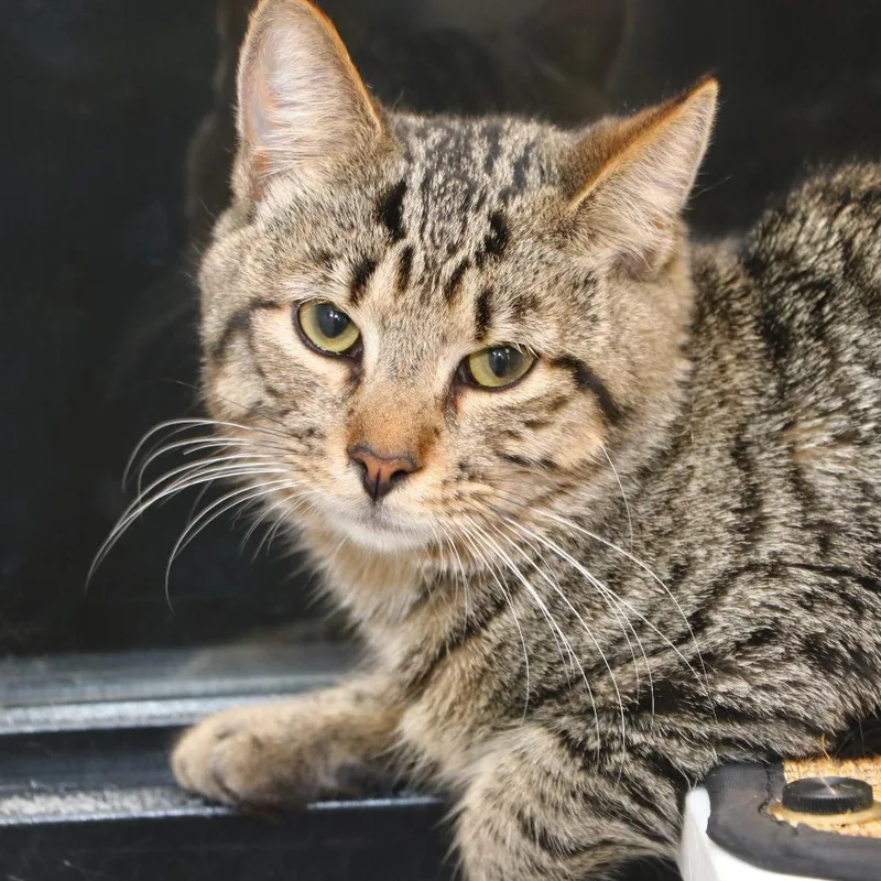 A young medium-sized male Brown / Chocolate Domestic Short Hair cat named Jerome for adoption in Allentown, PA