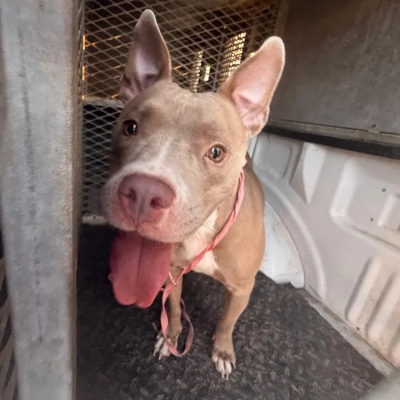 An adult medium-sized female Brown / Chocolate Pit Bull Terrier dog named Madison for adoption in Edinburg, TX