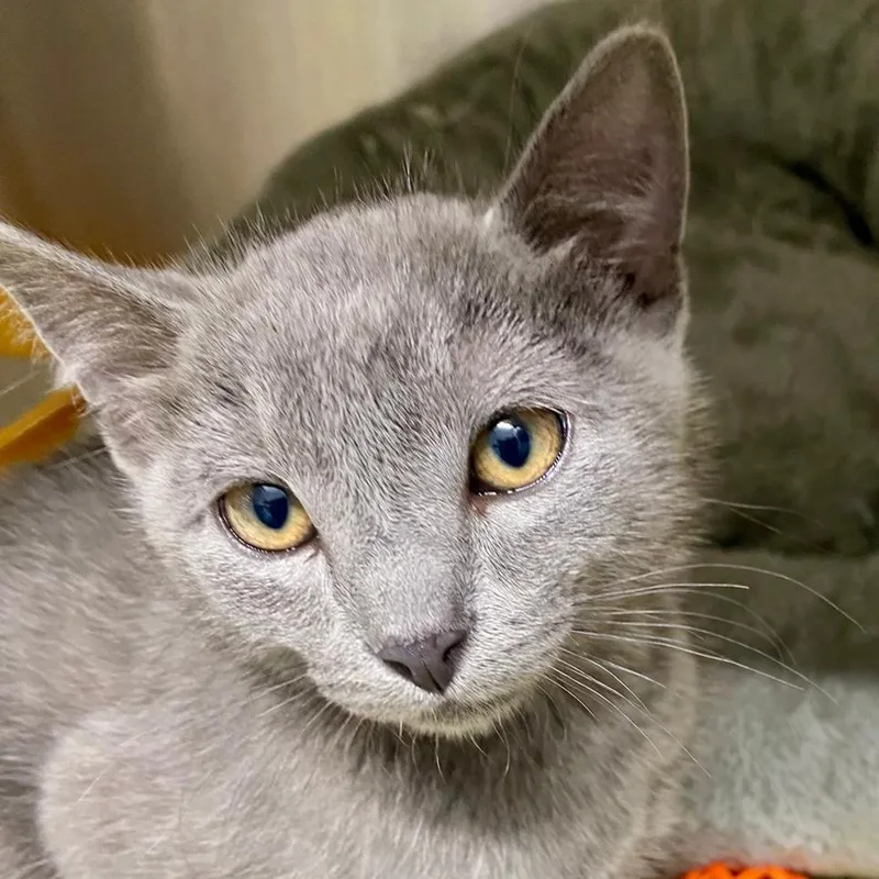 A baby small-sized male Gray / Blue / Silver Domestic Short Hair cat named Dimitri for adoption in Kingman, KS