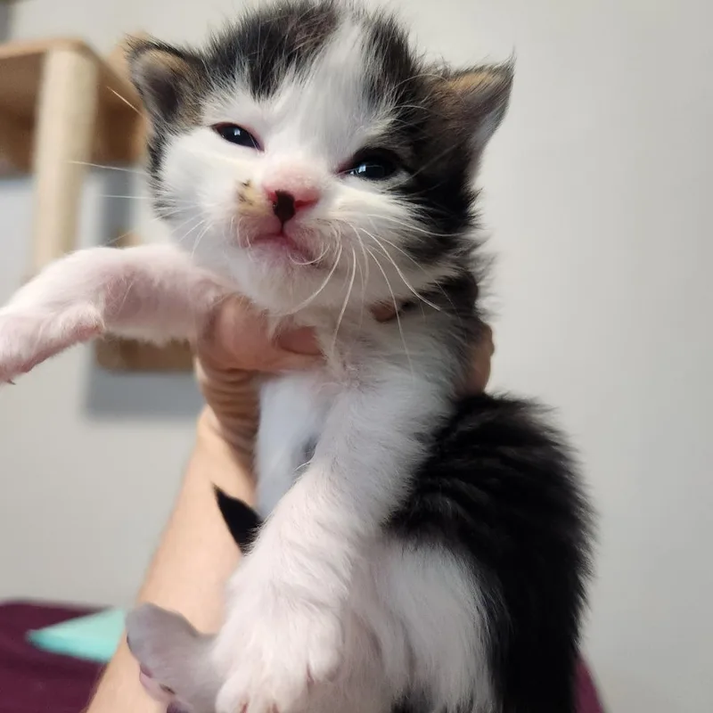 A baby small-sized male White Domestic Short Hair cat named Shua for adoption in Layton, UT