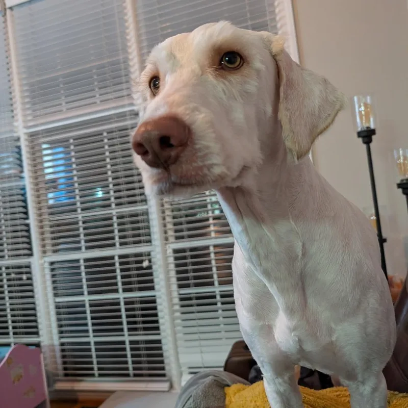 An adult medium-sized male Poodle dog named Davy Jones for adoption in Raleigh, NC
