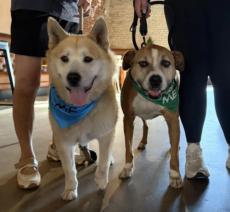 Buddy and Bandit  thumbnail 3