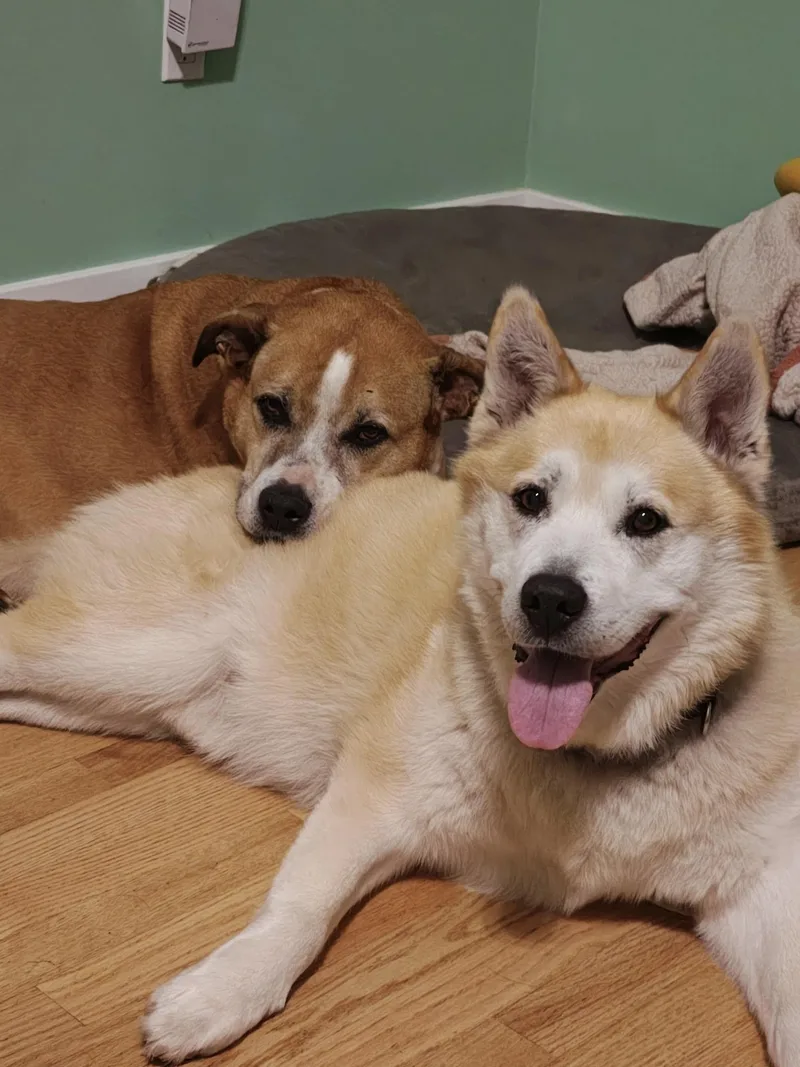 Buddy and Bandit  thumbnail 4