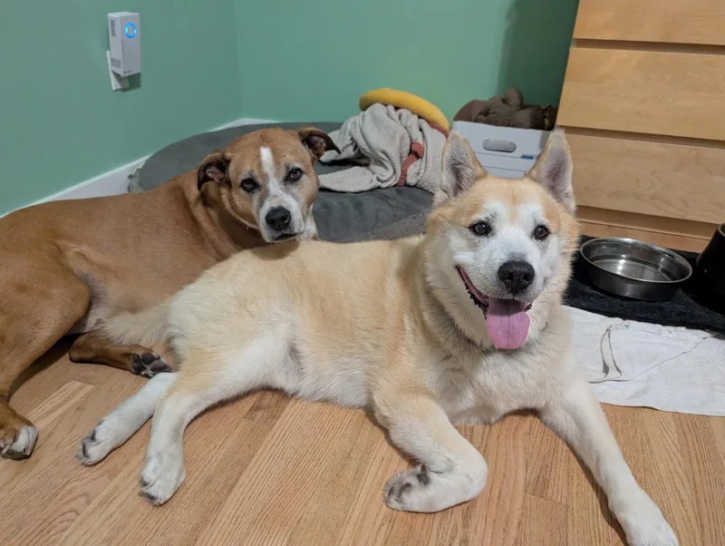 Buddy and Bandit  thumbnail 5