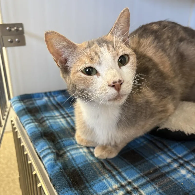 An adult small-sized female Dilute Calico Domestic Short Hair cat named Sherbet for adoption in Grass Valley, CA
