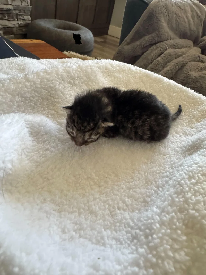 Loki