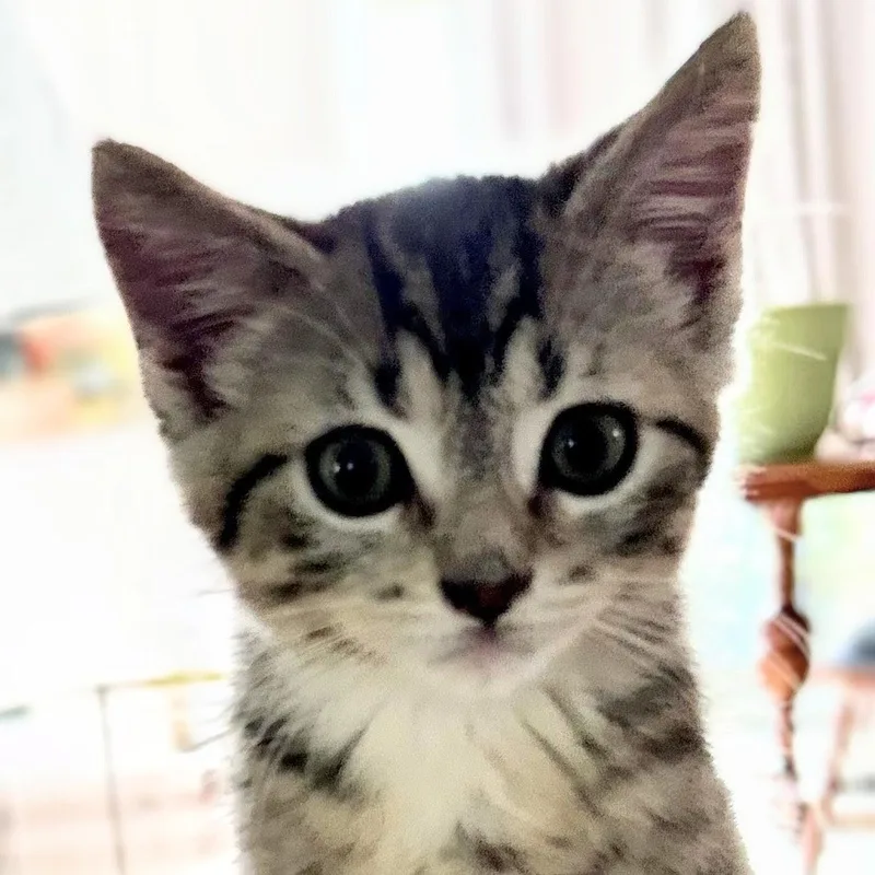 Loki thumbnail 4