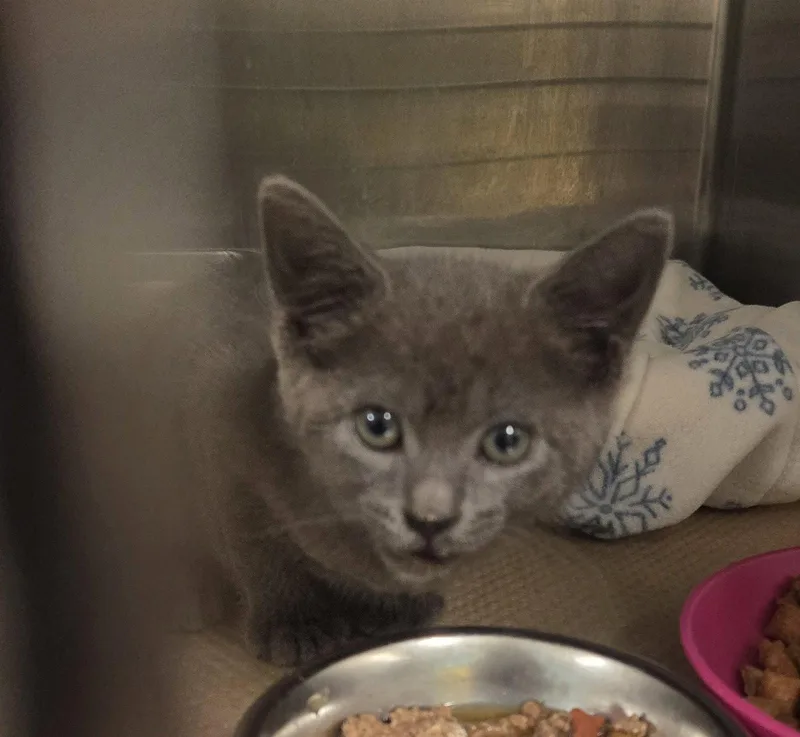A baby medium-sized male Gray / Blue / Silver Domestic Short Hair cat named Dori M for adoption in Trenton, NJ