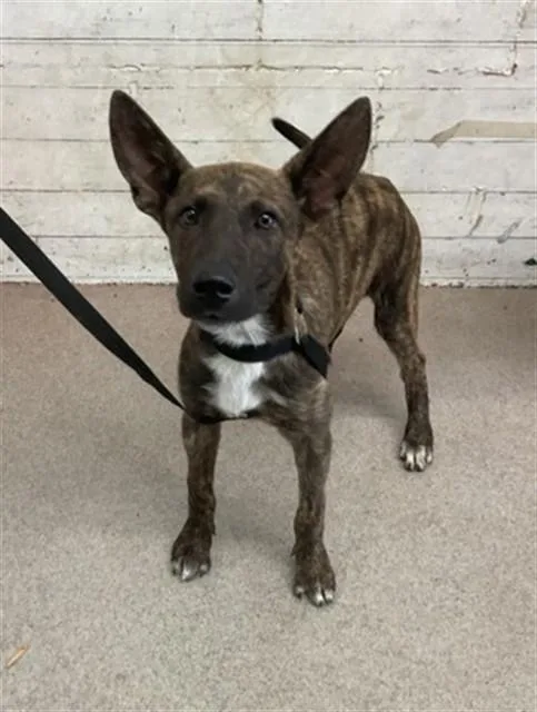A young small-sized female Dutch Shepherd dog named Sable for adoption in San Bernardino, CA