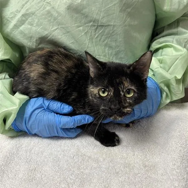 A young small-sized female Domestic Short Hair cat named Rachel for adoption in Tempe, AZ
