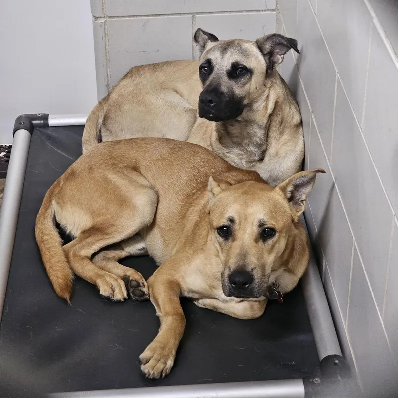 A young medium-sized male Yellow / Tan / Blond / Fawn Mixed Breed dog named Wally for adoption in Grand Rapids, MI