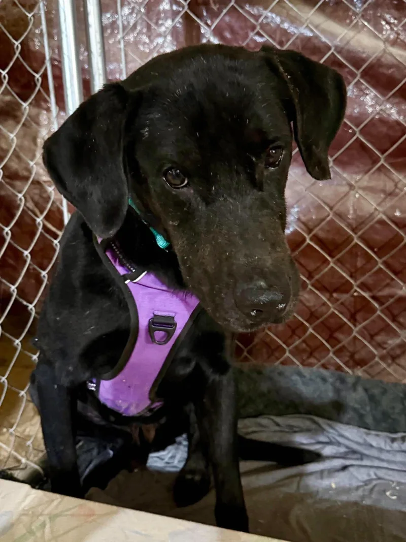 A young large-sized male Labrador Retriever dog named Finn for adoption in Livonia, MI