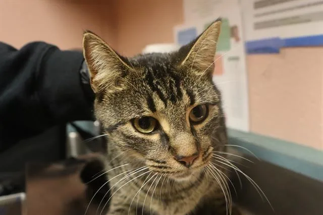 A young medium-sized male Domestic Short Hair cat named Tigger for adoption in Columbia, SC