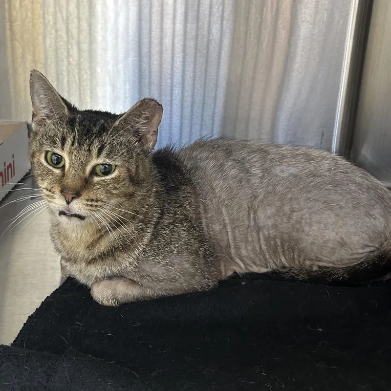 Chipmunk thumbnail 2