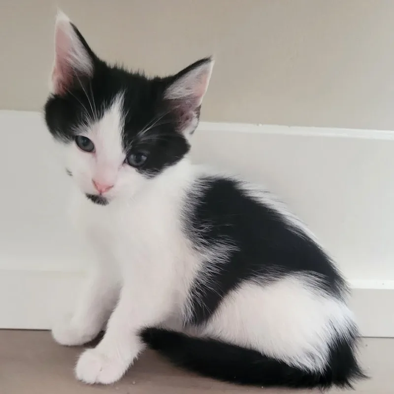 Daphne
