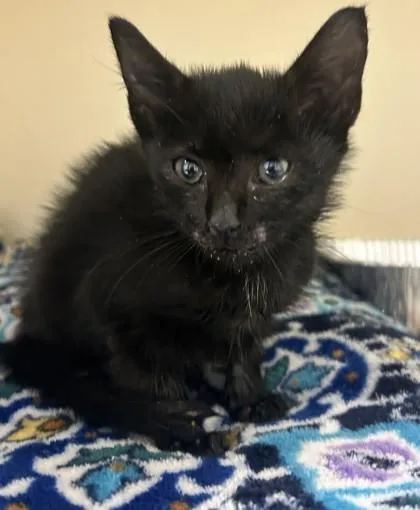A baby small-sized female Domestic Short Hair cat named Lucille for adoption in Chamblee, GA