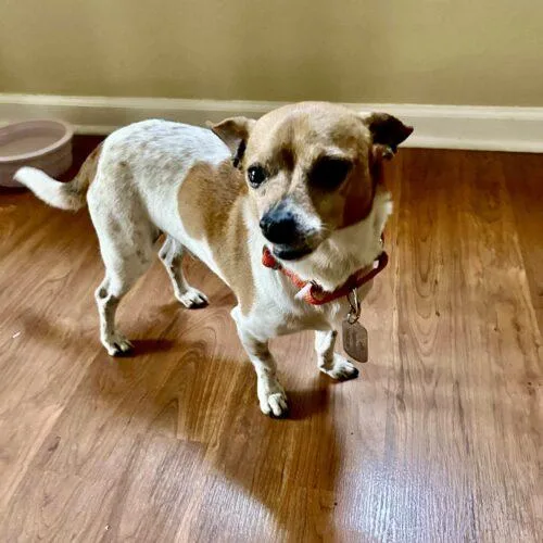A young small-sized male Yellow / Tan / Blond / Fawn Chihuahua dog named Alex for adoption in Sanford, NC