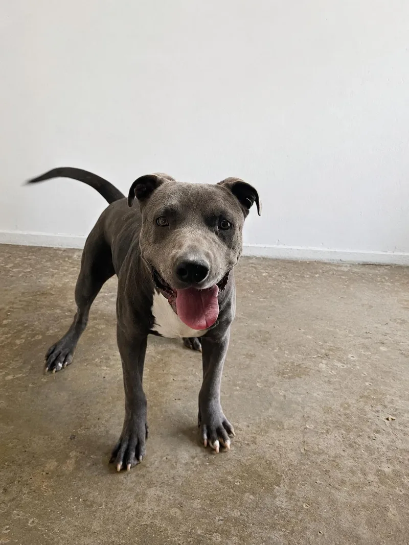 A young large-sized male Gray / Blue / Silver Pit Bull Terrier dog named Monti for adoption in Lordsburg, NM