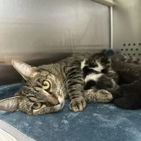 An adult medium-sized female Domestic Short Hair cat named Tate for adoption in Indianapolis, IN