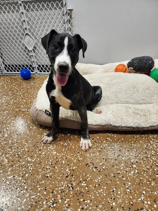 A young medium-sized female Brindle Pit Bull Terrier dog named French Toast for adoption in Jackson, TN