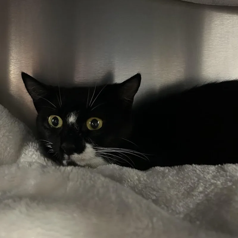 A young medium-sized female Black Domestic Short Hair cat named Dottie for adoption in Springfield, MA