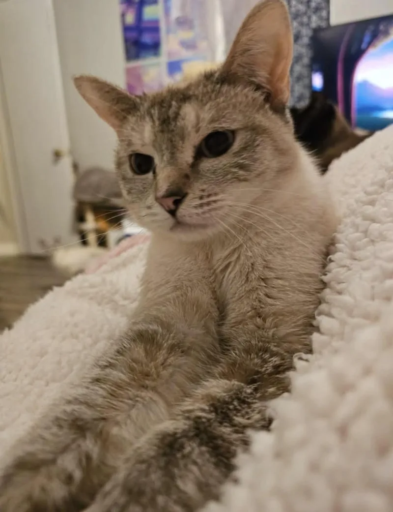 An adult medium-sized female Siamese cat named Lia for adoption in Lees Summit, MO