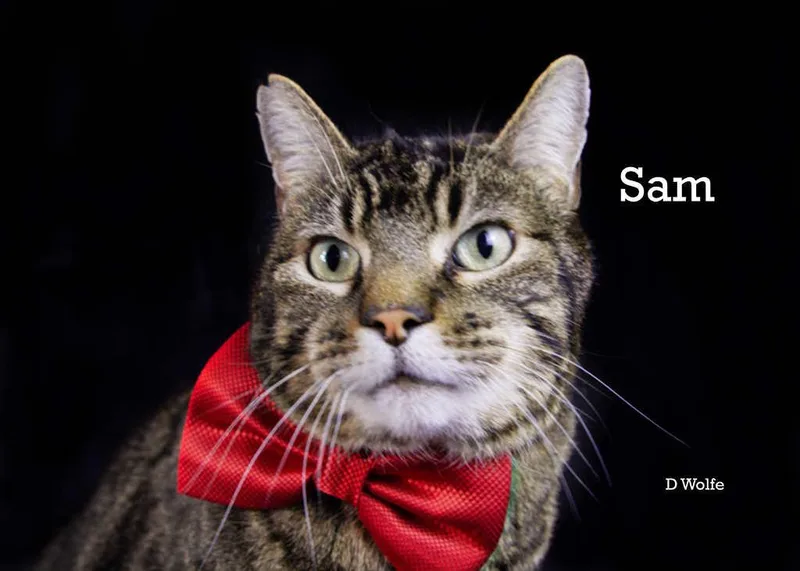 An adult extra large-sized male Tabby (Gray / Blue / Silver) Tabby cat named Sam for adoption in York, NE