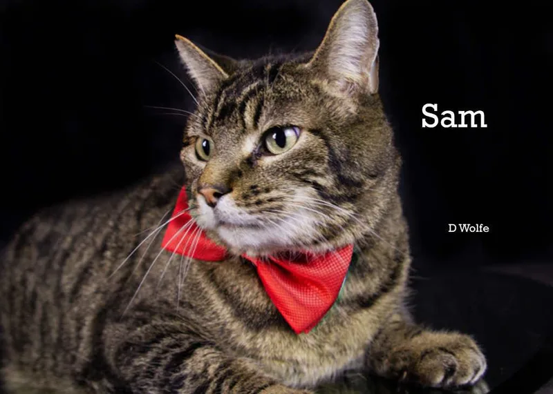 Sam thumbnail 2