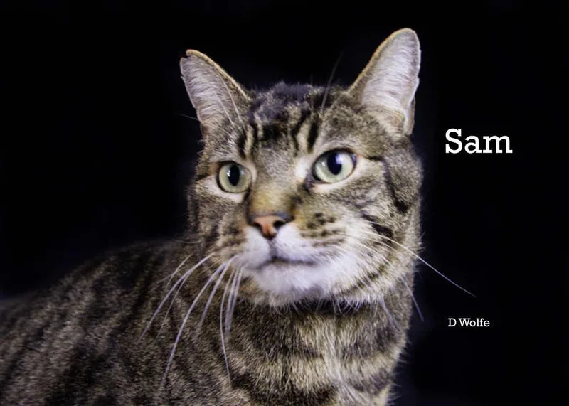 Sam thumbnail 3