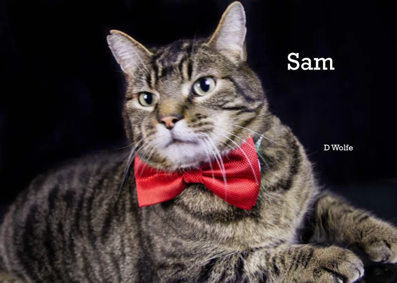 Sam thumbnail 4
