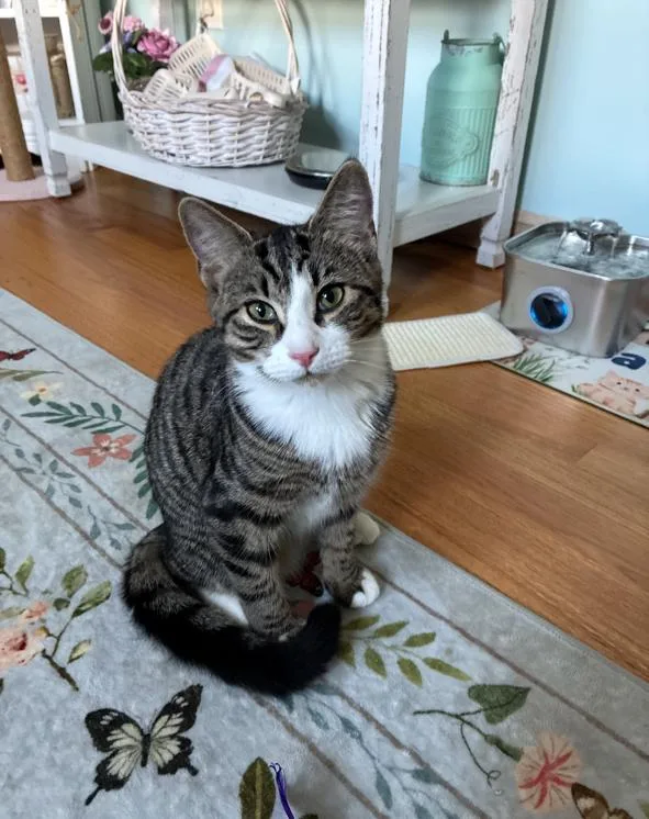 A baby medium-sized female Domestic Short Hair cat named Bunny for adoption in Naugatuck, CT