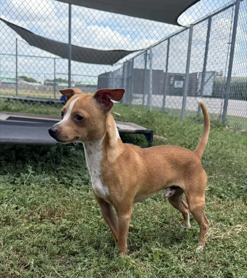 An adult small-sized male Chihuahua dog named Rum for adoption in Schertz, TX
