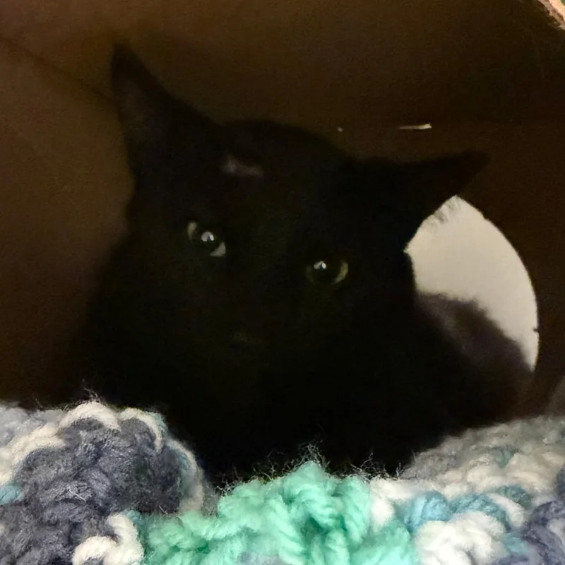 An adult medium-sized male Domestic Short Hair cat named Chubbs for adoption in Fairport, NY