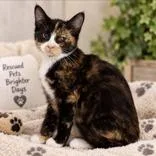 A baby medium-sized female Calico Domestic Short Hair cat named Albany for adoption in Portsmouth, OH