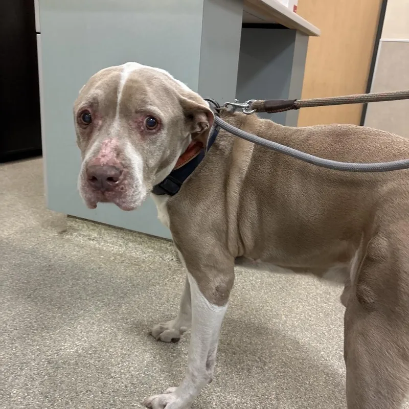 A senior large-sized male Brown / Chocolate Mixed Breed dog named Rudy for adoption in Jacksonville, FL