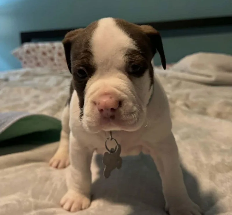 Titan  The Wrecking thumbnail 2