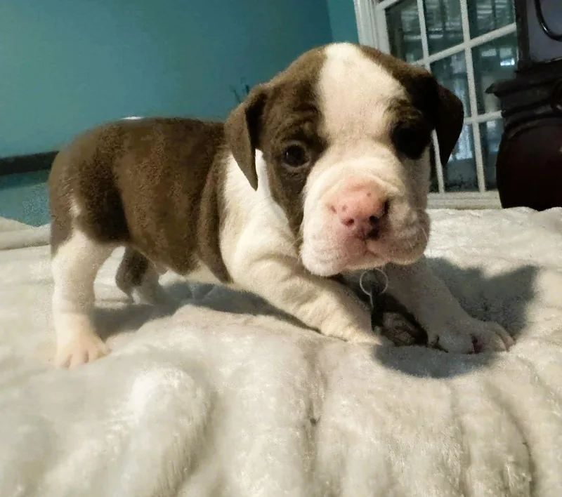 Titan  The Wrecking thumbnail 3