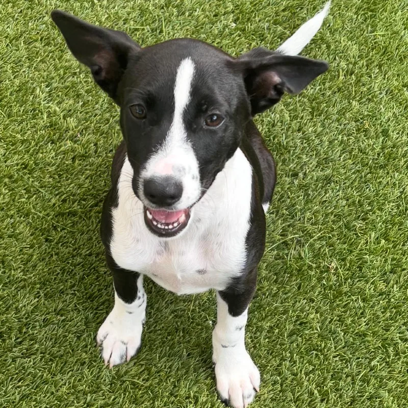 A baby medium-sized female Black Labrador Retriever dog named Green Goddess for adoption in LOXAHATCHEE, FL