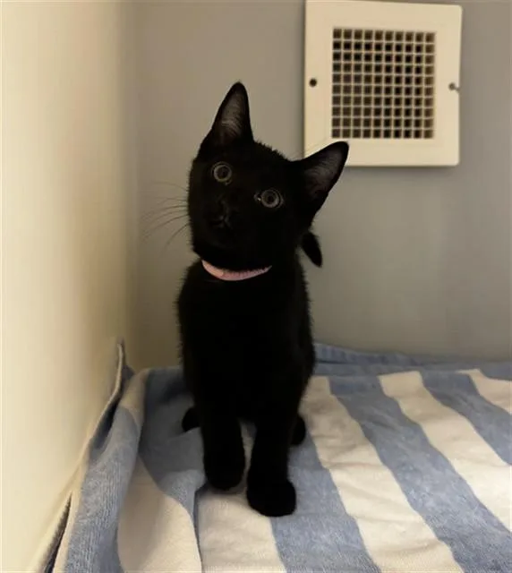 A baby small-sized female Domestic Short Hair cat named Bucket for adoption in Statesville, NC