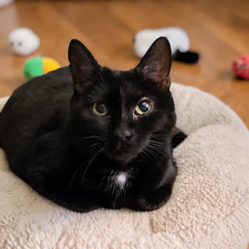 An adult medium-sized female Black Domestic Short Hair cat named Sweet Pea for adoption in Kenhorst, PA