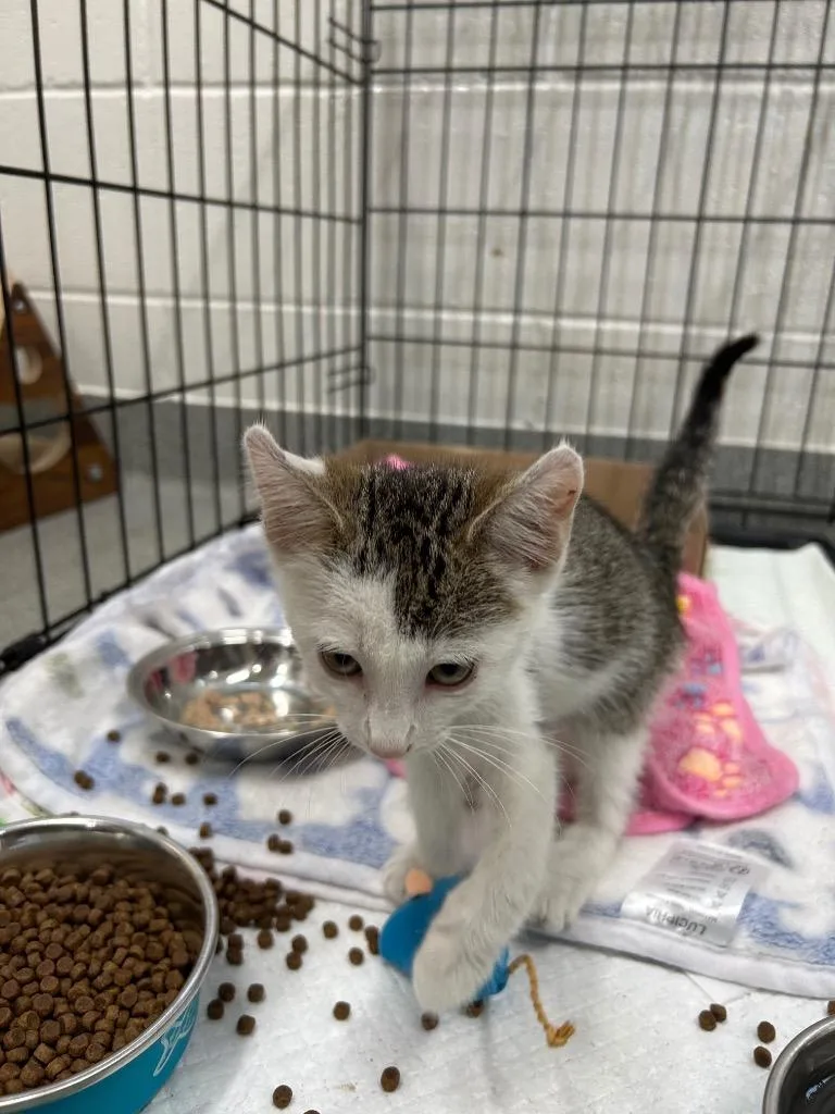 A baby small-sized female Domestic Short Hair cat named Sonic The Hedgehog for adoption in East Ridge, TN